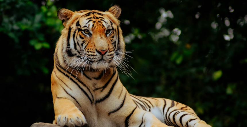 tiger, zoo, big cats, tiger in zoo, big tiger