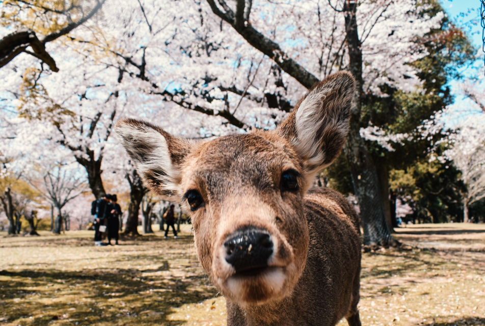 Nara City, Nara Prefecture, Japan