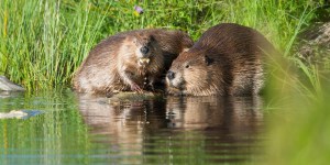 beavers, conservation, bbc