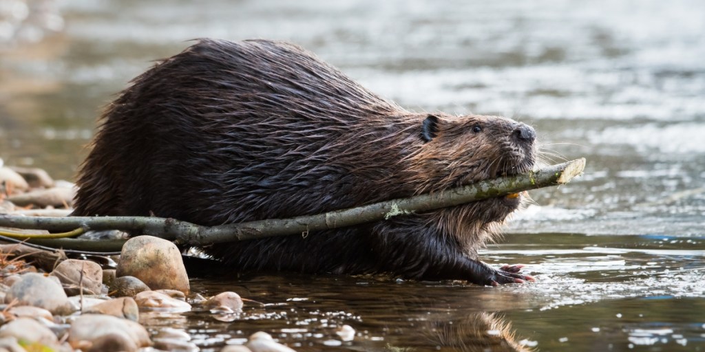 beaver, conservation, nature