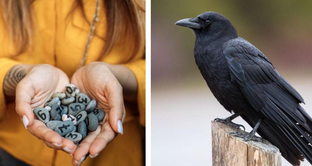 crows, local news, positive news