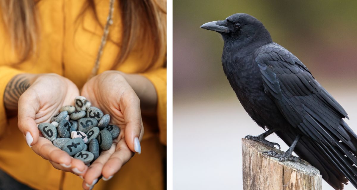 crows, local news, positive news