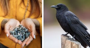 crows, local news, positive news