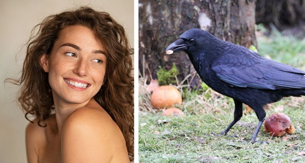 crow, local news, positive news
