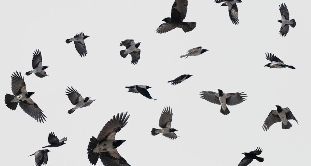 crows, positive news, local news