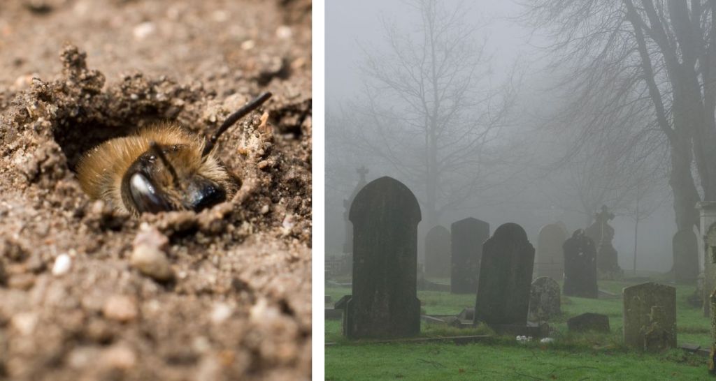 bees, new york, science