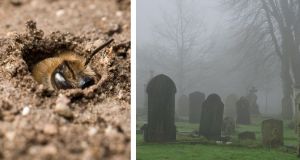 bees, new york, science