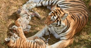tigers, bbc earth, wlidlife