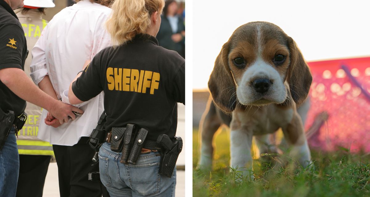 Ridgland Farms, beagles, animal testing