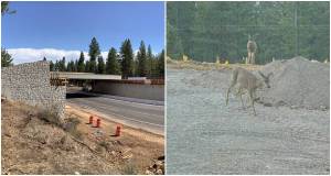 wildlife crossing, mule deer, california wildlife crossing, northern california, elk