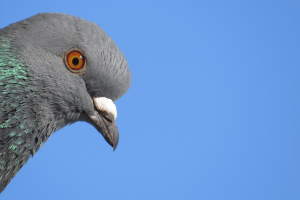 pigeons, birds, animals, wildlife, animal intelligence, science, search and rescue, cancer, healthcare, medicine, medical breakthroughs, animal testing