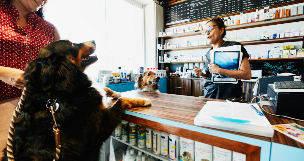golden retriever, dogs, lottery, China, good luck