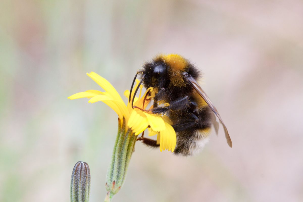 Scientists tried to fool bumblebees into avoiding a flower. They failed in the best way.