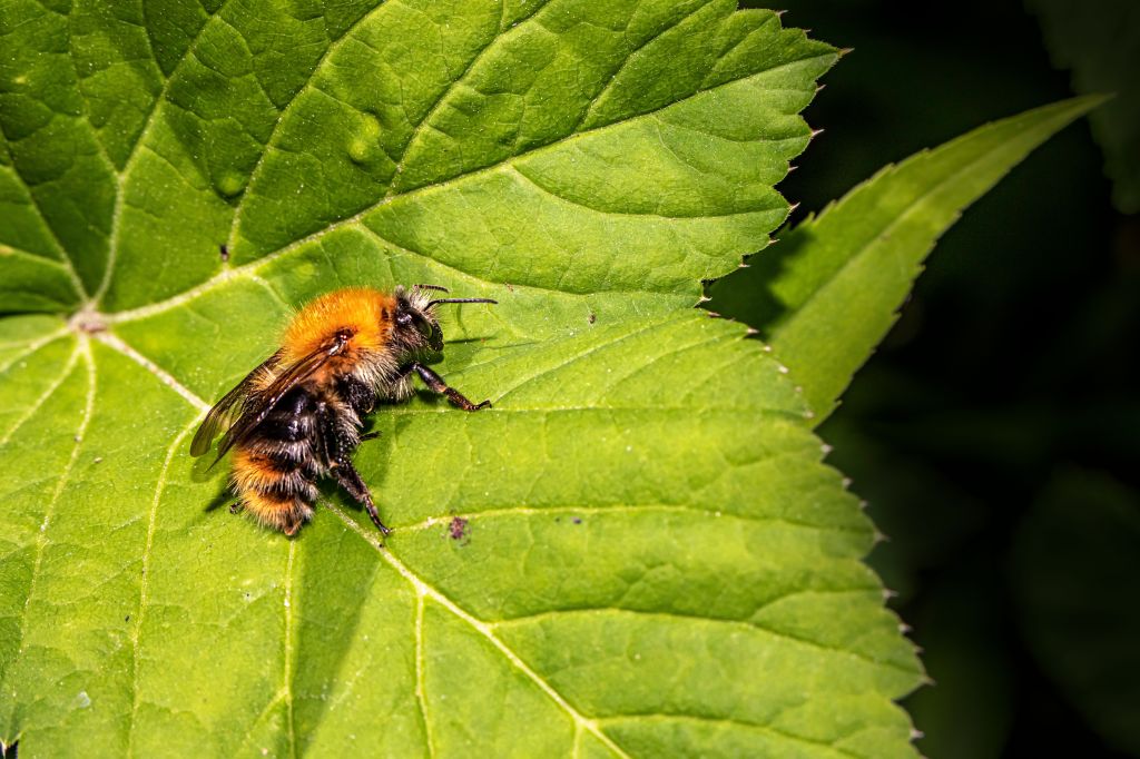Scientists tried to fool bumblebees into avoiding a flower. They failed in the best way. 