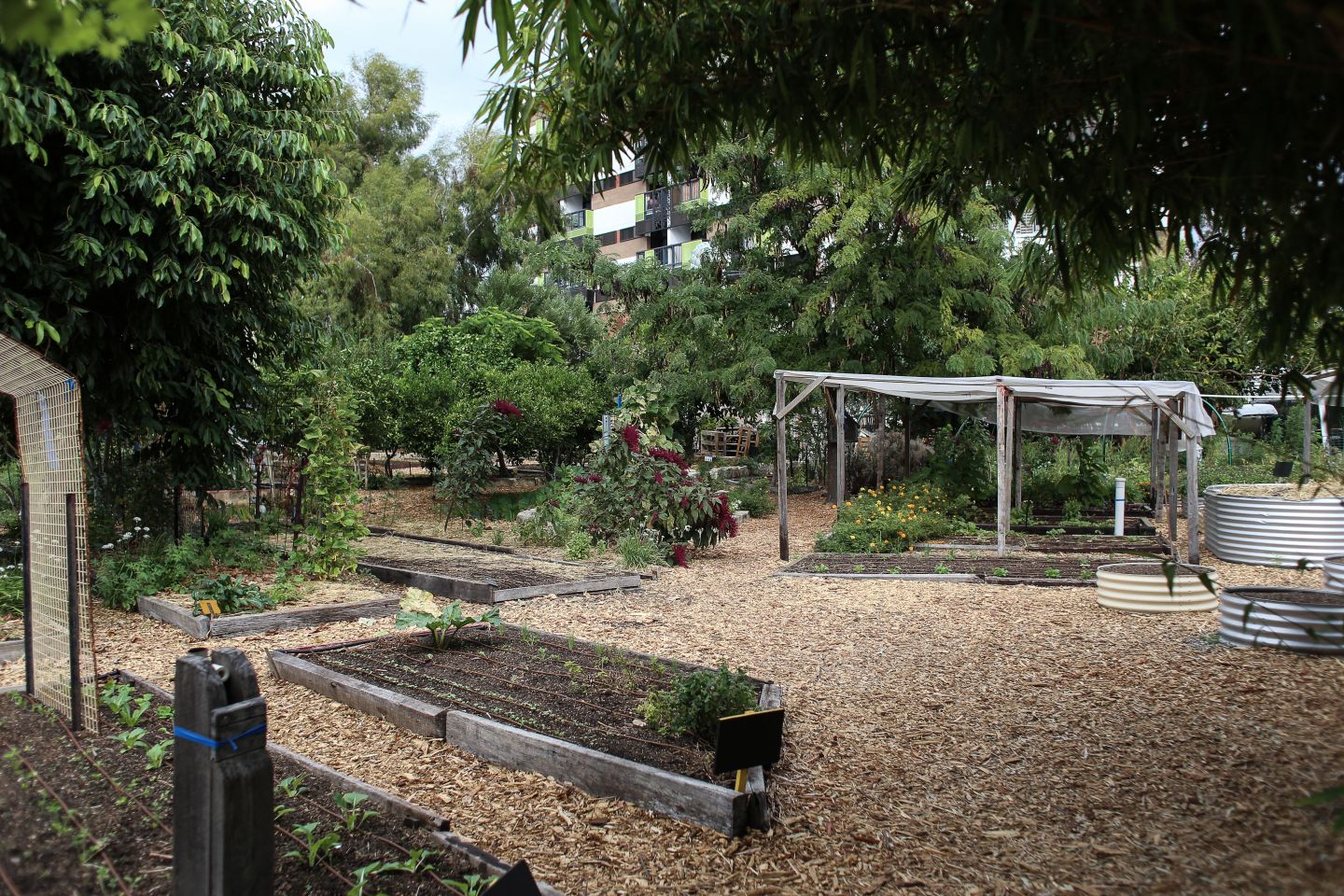 community garden, stop six, fort worth