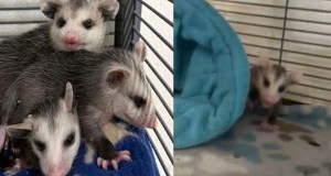 opossums, animals, wildlife, tattoo shop