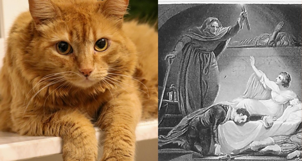 Romeo and Juliet, William Shakespeare, cats, ginger cat, Imperial Russian Ballet
