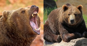 Grizzly bear, bears, wildlife, survival skills