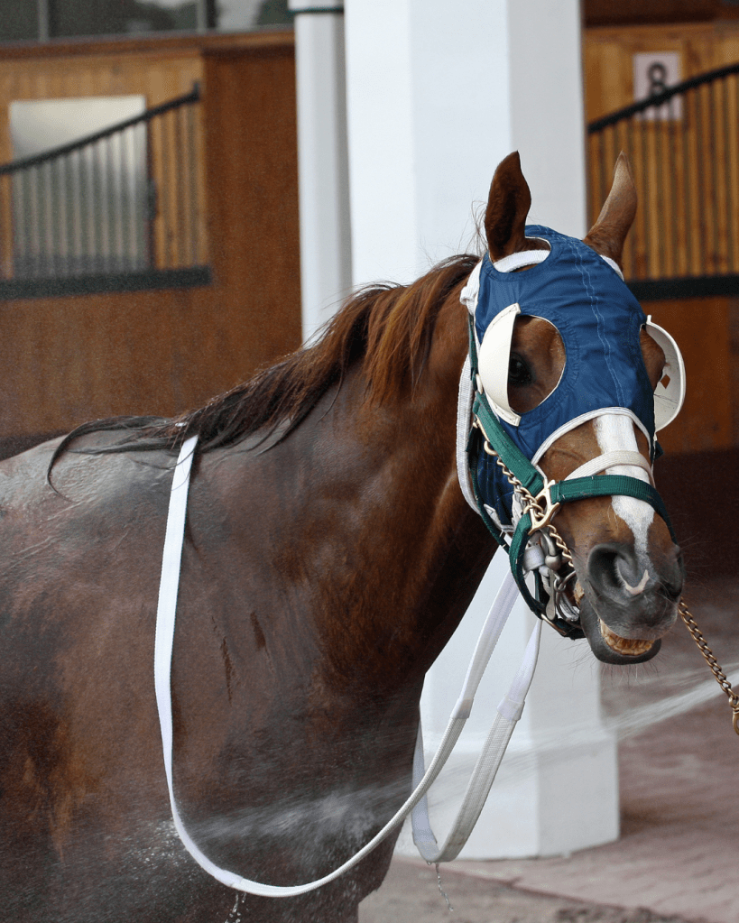 retired, racehorses, incarcerated, men, farm