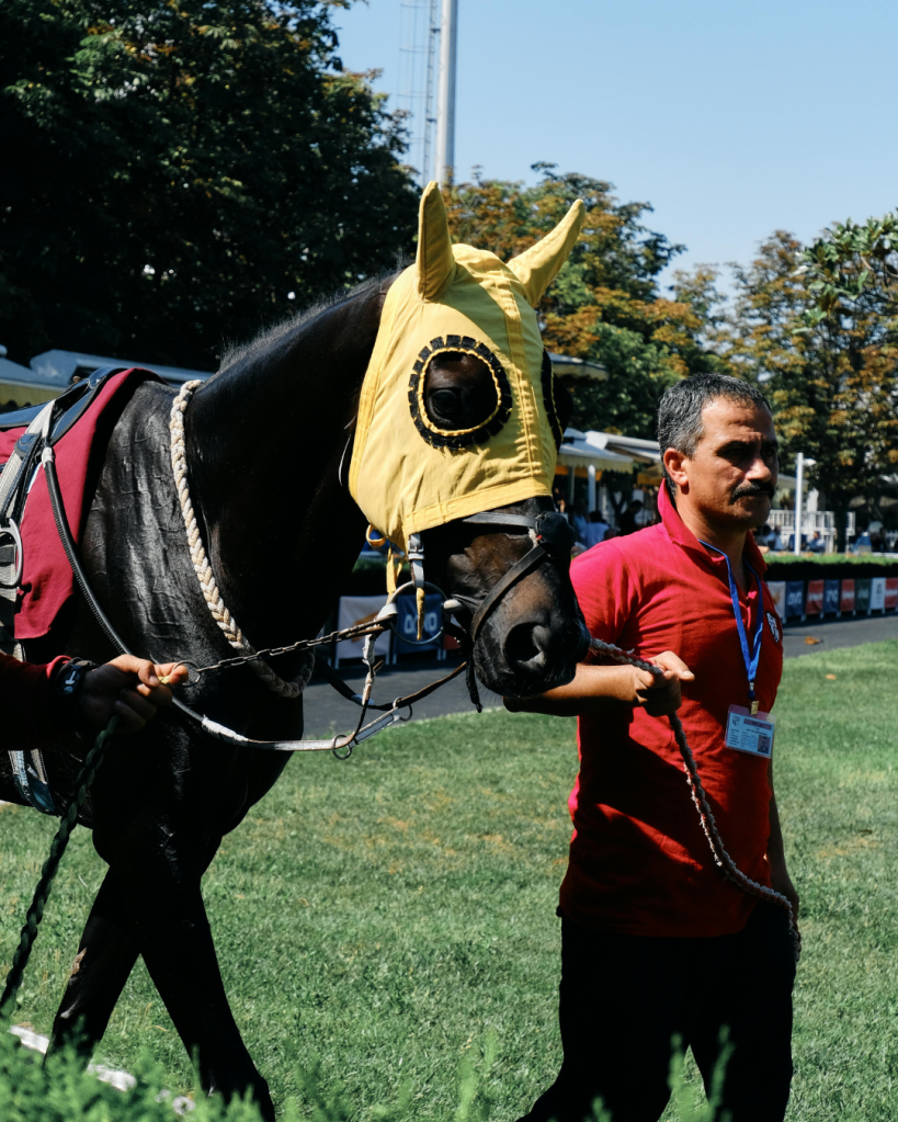 retired, racehorses, incarcerated, men, farm
