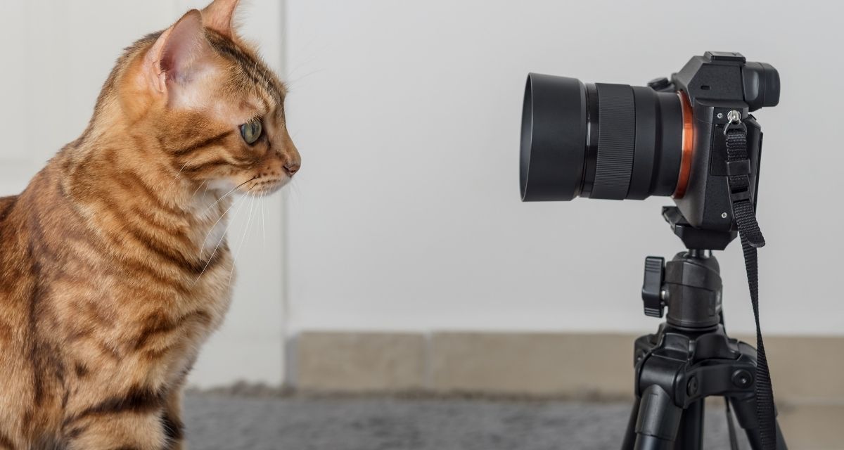 cat, camera, film, cat actor