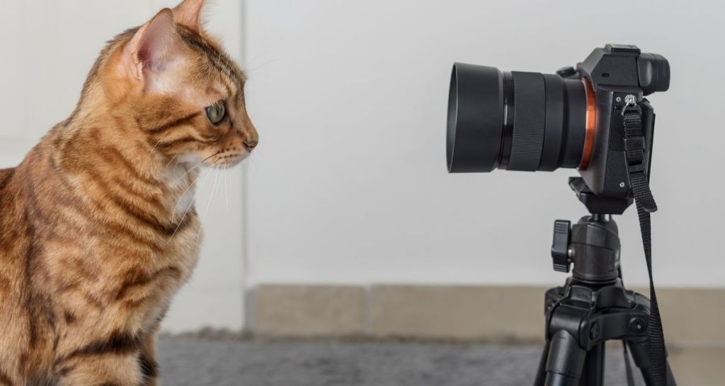 cat, camera, film, cat actor