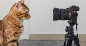 cat, camera, film, cat actor