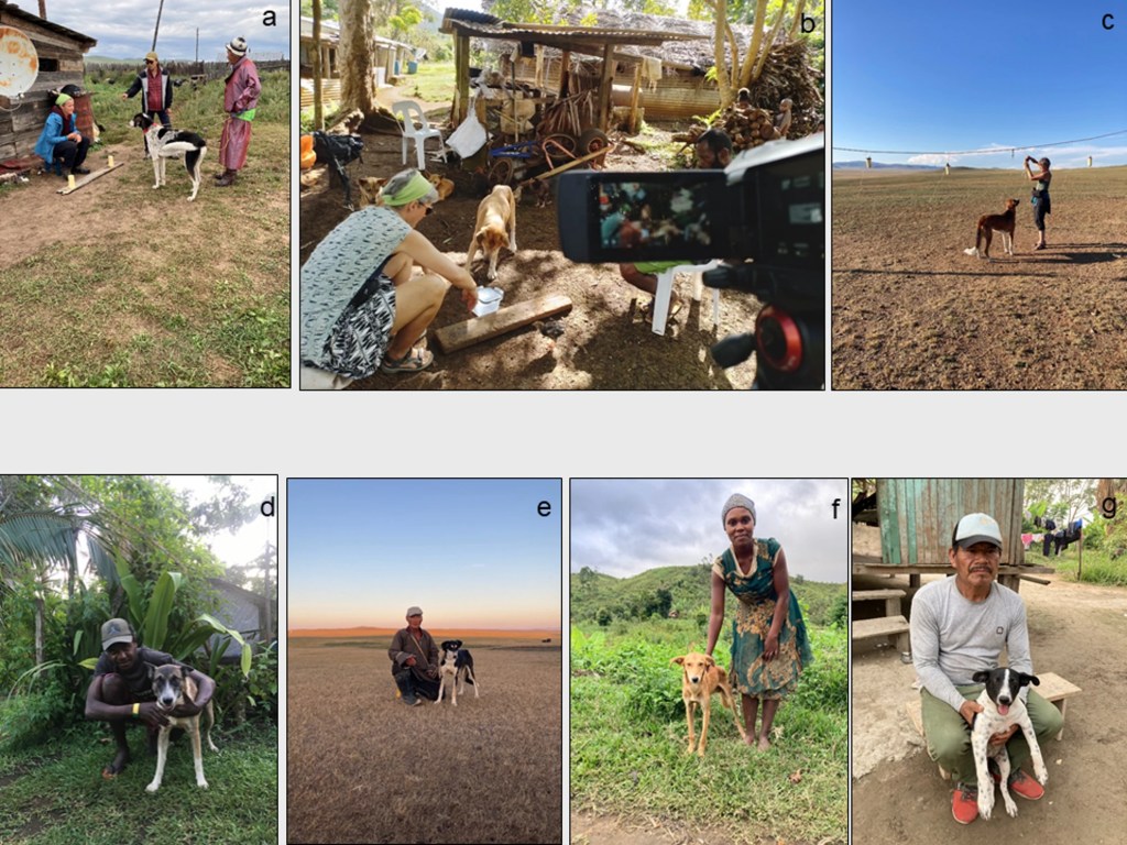 researchers study the bond between dogs and their owners across five different countries.