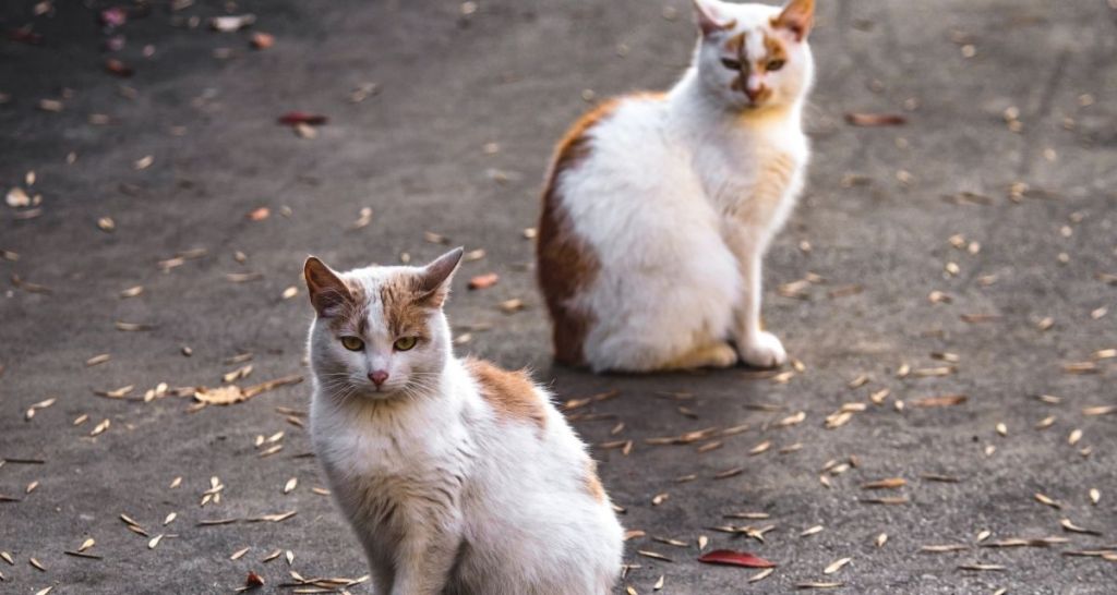 cats, cat twins, orange and white cats