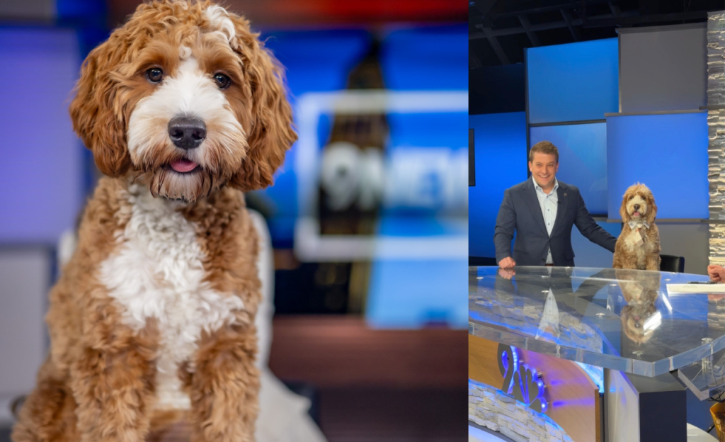 dog, goldendoodle, anchor desk, news, Denver