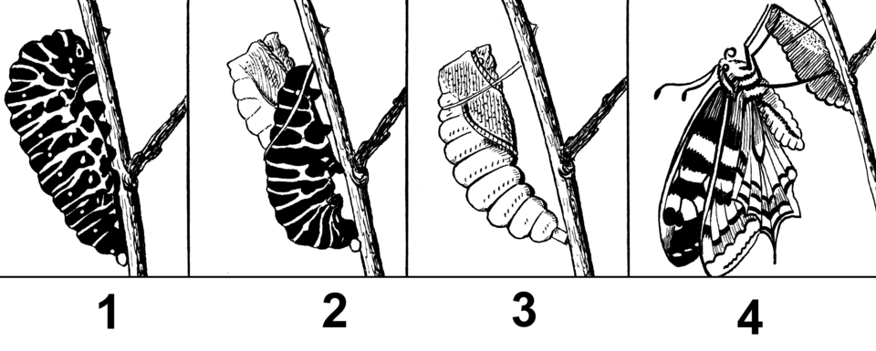 caterpillar, pupa, metamorphosis, chrysalis, butterfly