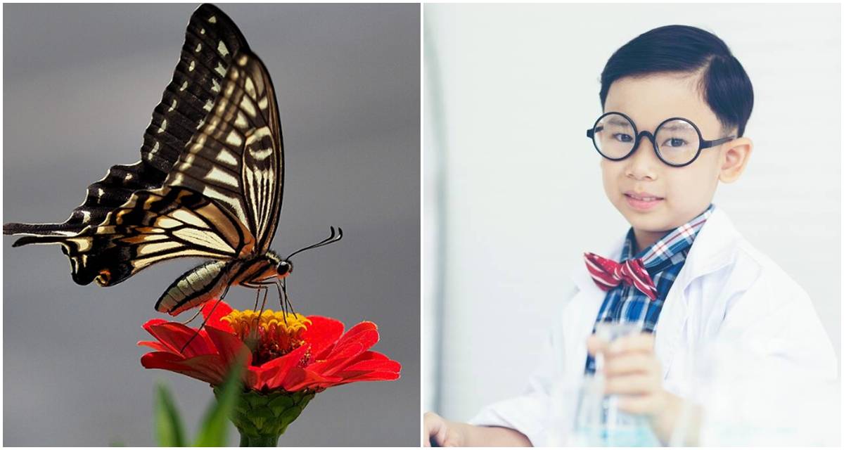 boy, butterfly, glasses, green shirt, flower