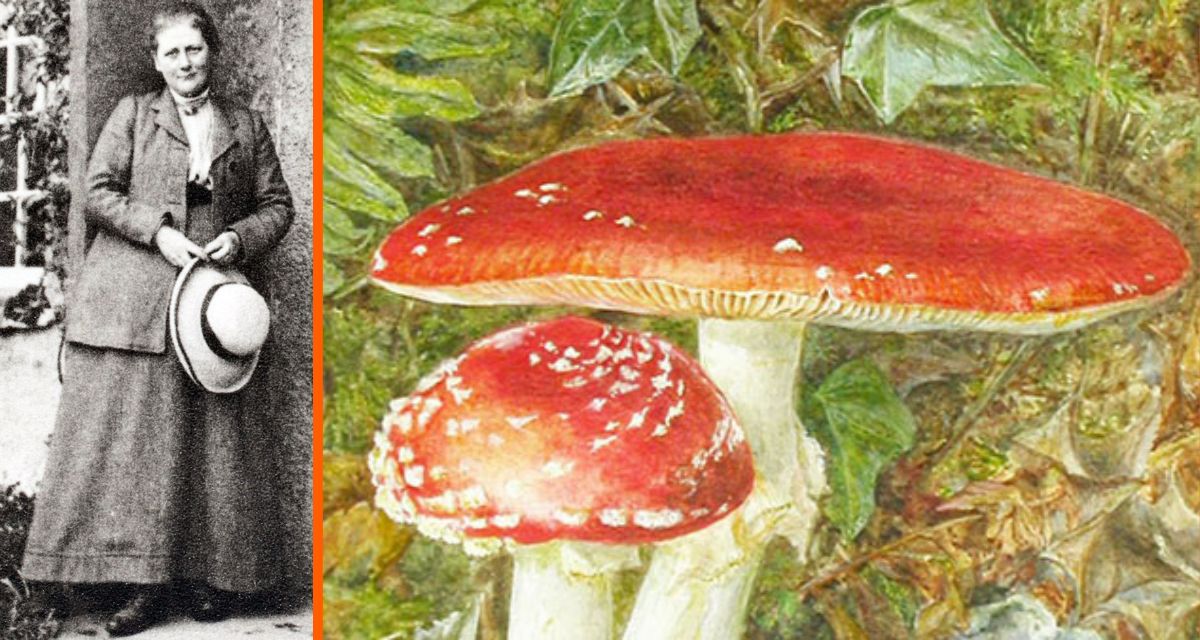 beatrix potter, peter rabbit, mushrooms, mushroom illustrations, mycology
