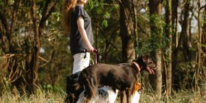 woman walking with three dogs in forest