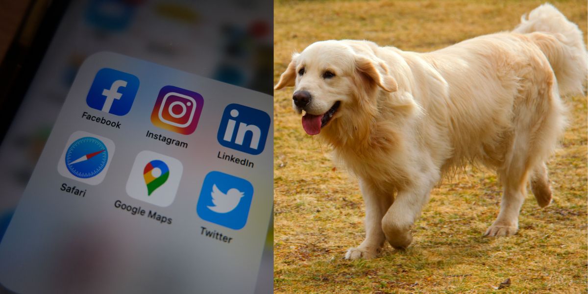 phone showing social media apps including Google Maps, Instagram, Safari, LinkedIn (L) Golden retriever running in the grass (R)