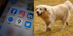 phone showing social media apps including Google Maps, Instagram, Safari, LinkedIn (L) Golden retriever running in the grass (R)