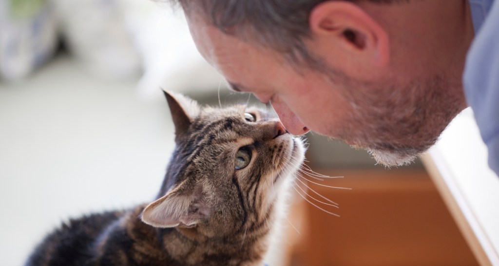 cat, cat behavior, cat studies
