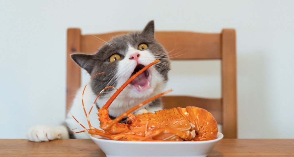 cats, cat behavior, cat studies