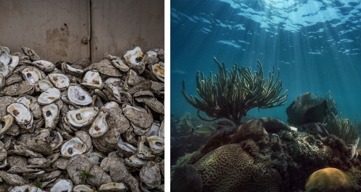 Florida, conservation, ocean conservation