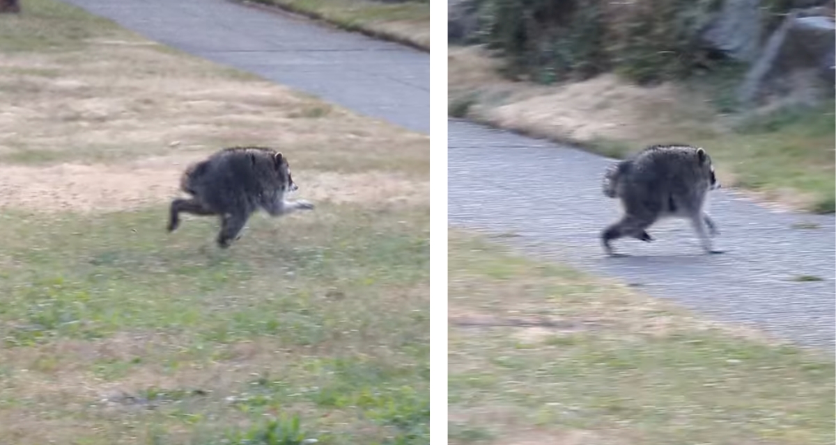 jimothy, jimothy racoon, racoon short spine syndrome, Seattle