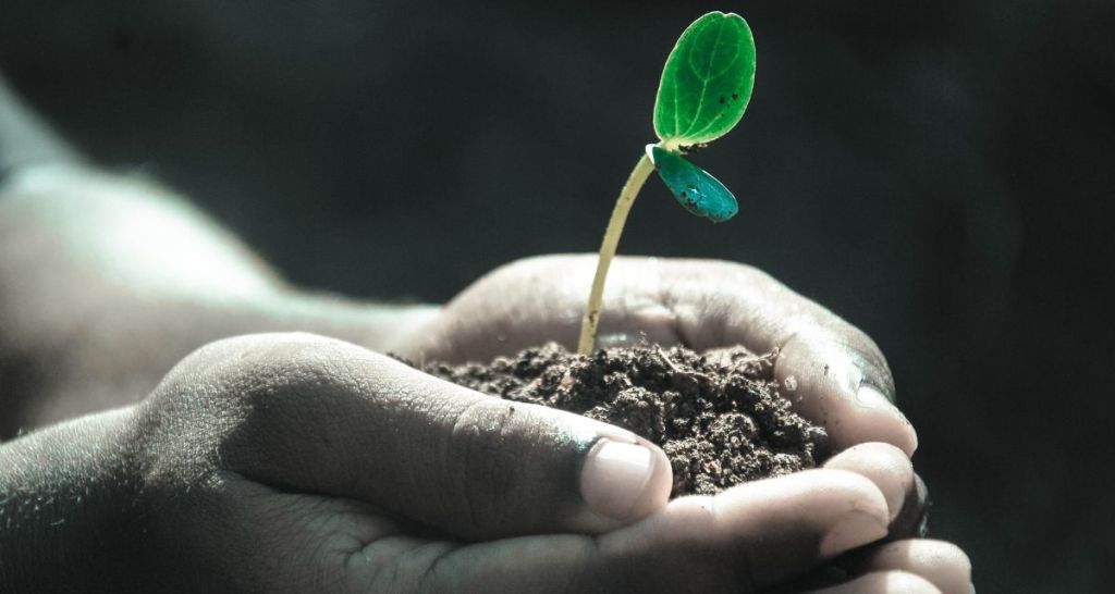 Miyawaki, reforestation, convservation