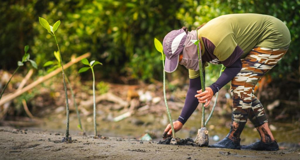 Miyawaki, reforestation, convservation
