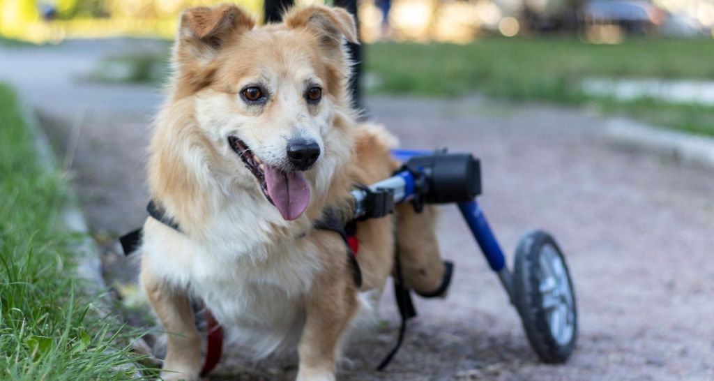 corgi, animal, wheelchair, enhancement, special needs