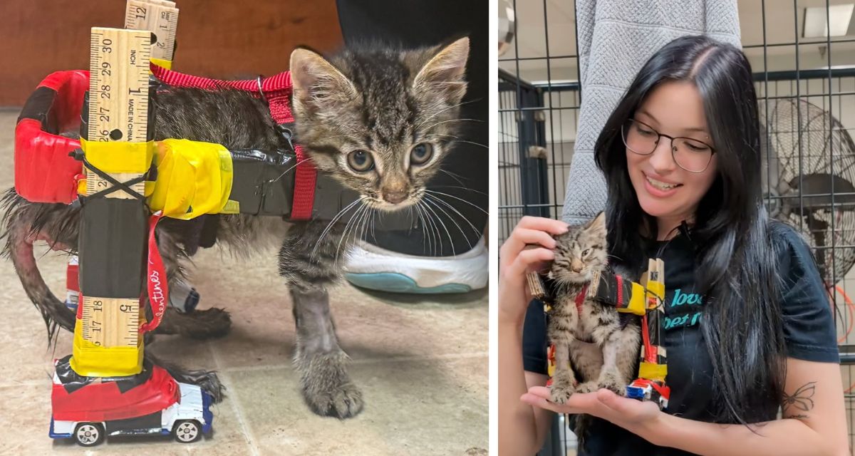 Paralyzed kitten was too small for a wheelchair. So the shelter made one out of random junk.