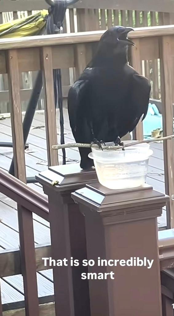 crow, Don't Fear the Keeper, tool making, birds