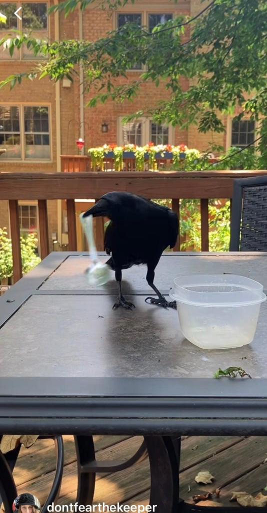 crow, birds, Instagram, tool making