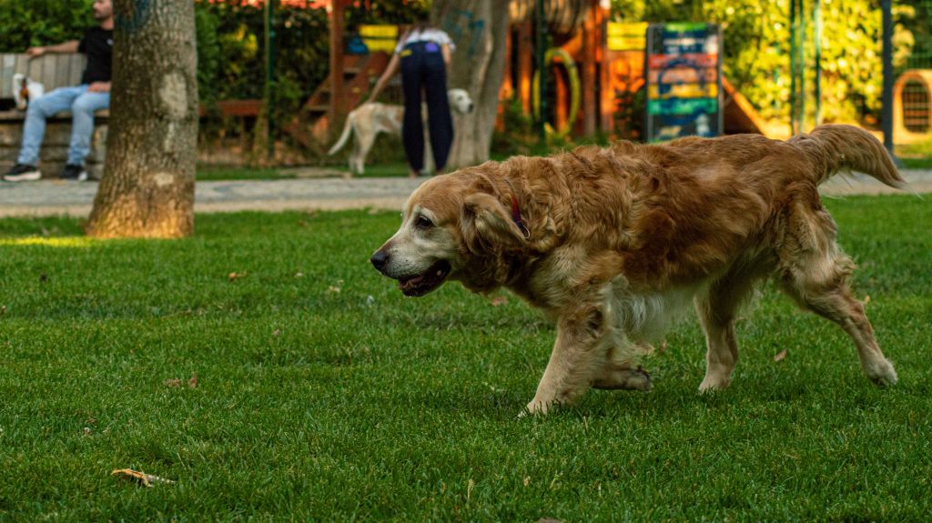 Woman’s childhood dog shows up unexpectedly in Google Maps search, and millions relate
