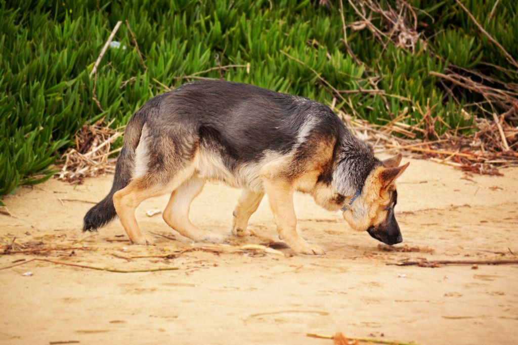 German shepherd sniffing the ground