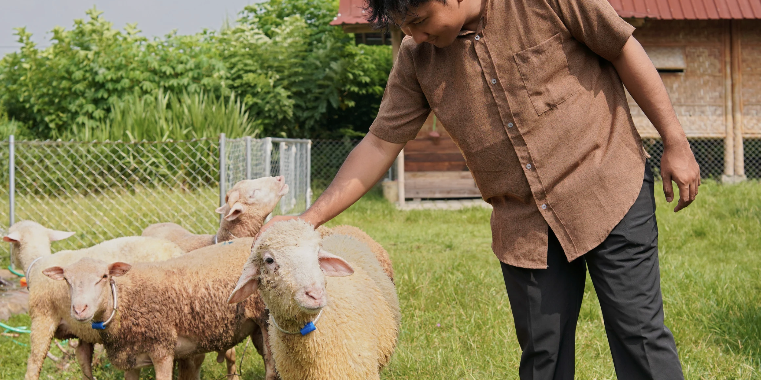 Northern Virginia homeowners are hiring a flock of sheep instead of a lawn service