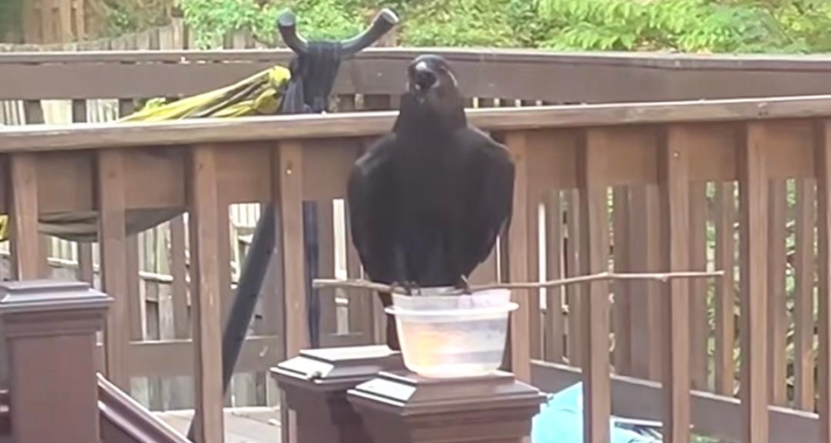 Incredibly smart crow creates makeshift perch to drink from a cup of water on a hot day